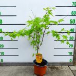 Javor dlaňolistý (Acer palmatum) ´ORANGE DREAM´ - výška 50-70 cm, kont. C1,5L